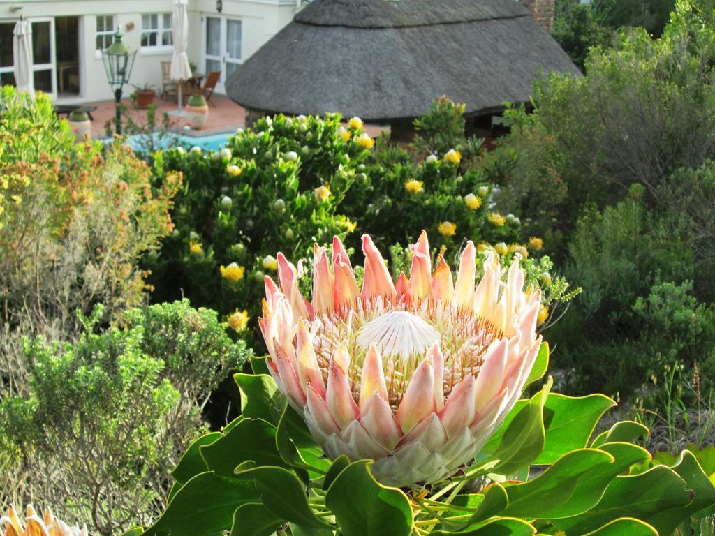 Von Abercron Residence Hermanus Oda fotoğraf